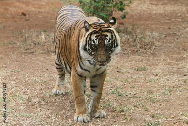 Obraz sumatran tiger