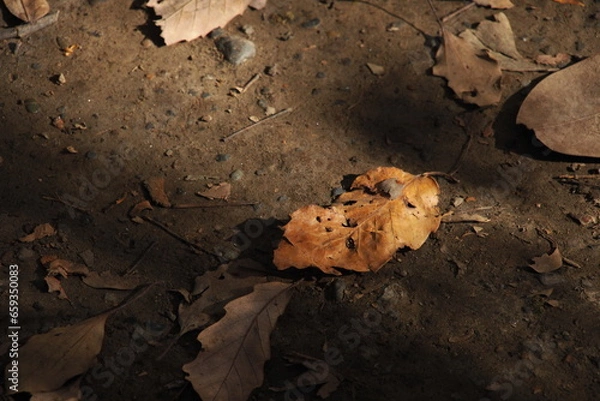 Obraz 落ち葉, Fallen leaves