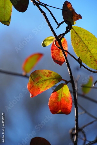 Obraz 染まりかかった木の葉