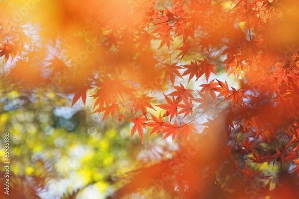 Obraz 紅葉, Autumn leaves