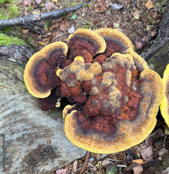 Fototapeta Dyers Mazegill mushroom on a stub of a pine-tree