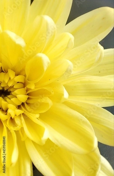 Obraz yellow chrysanthemum flower
