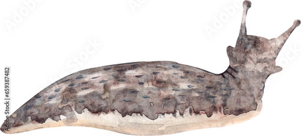 Fototapeta Hand drawn watercolor illustration of a slug, clipart isolated on a white background, not AI.