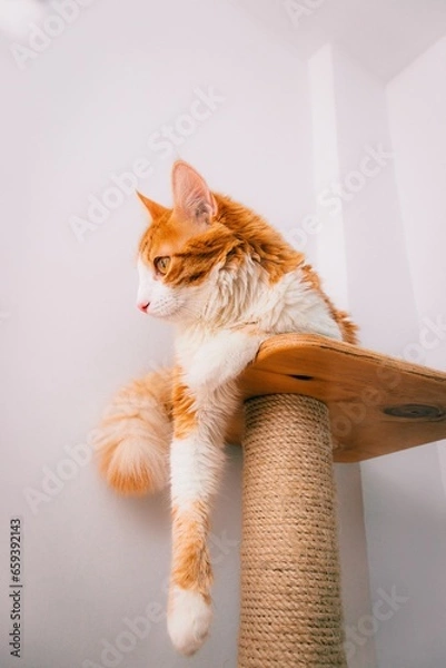 Fototapeta Beautiful cat relaxing