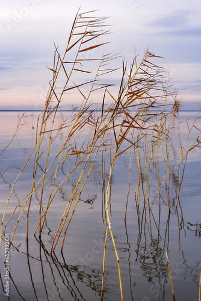 Fototapeta Aesthetic scenery at lake, plant reeds growth in water, setting sun colored sky background. Nature graphics landscape summer lake with reflection grass, natural shades sunset, calm atmosphere