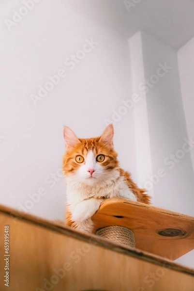 Fototapeta Cat relaxing 