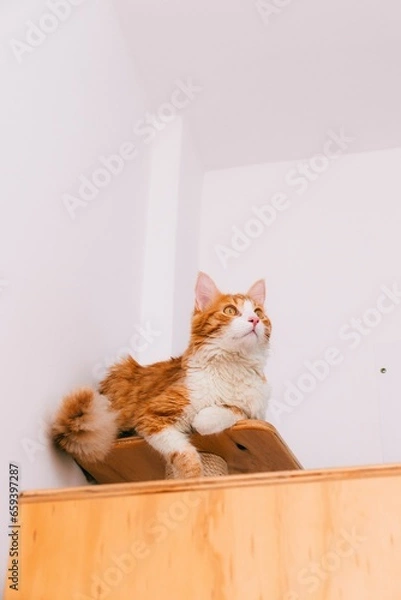 Fototapeta BROWN CAT RELAXING