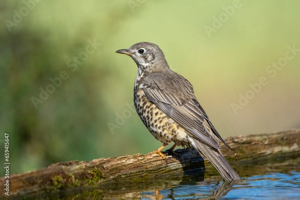 Fototapeta red winged blackbird