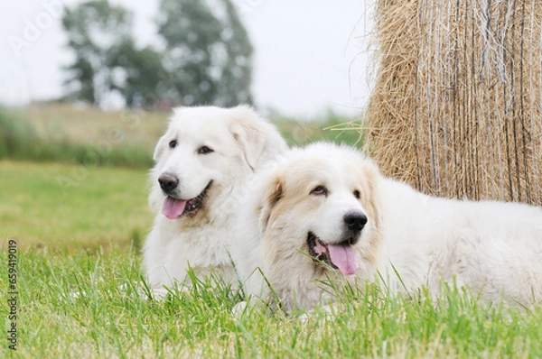 Fototapeta great pyrenees lying on stubble field