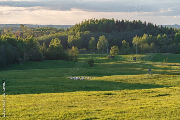 Obraz Agricultural fields and forests on the hills in the evening light