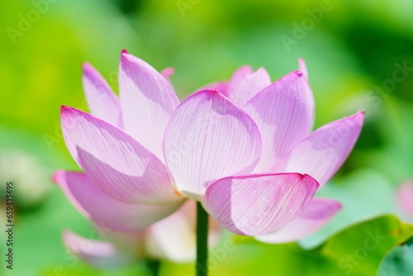 Fototapeta ハスの花