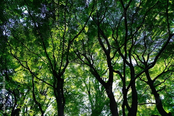 Fototapeta 緑の木々