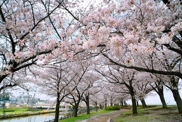 Fototapeta 桜並木