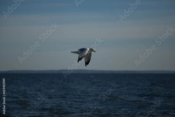 Obraz seagull in flight