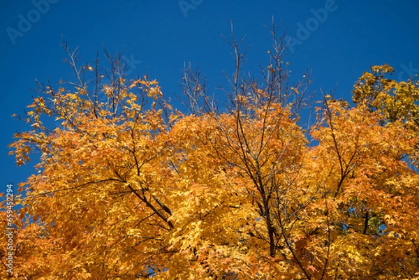 Obraz autumn leaves background