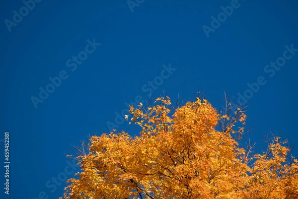 Obraz autumn leaves background