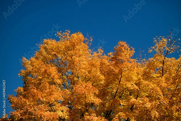 Obraz autumn leaves background