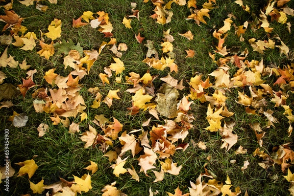 Obraz autumn leaves background