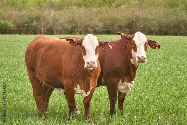 Obraz Beef Cattle