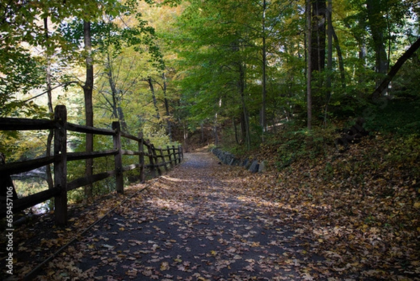 Obraz path in the forest