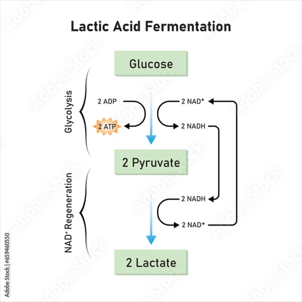 Obraz Lactic Acid Fermentation Scientific Design. Vector Illustration.