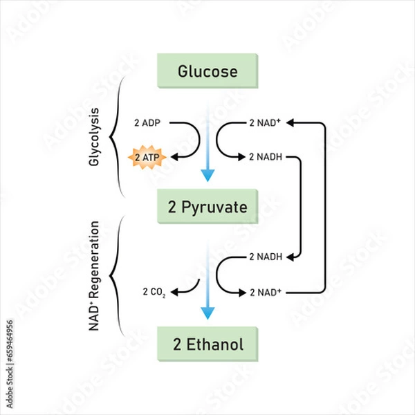 Obraz Ethanol Fermentation Scientific Design. Vector Illustration.