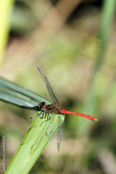 Fototapeta アキアカネ　9月下旬