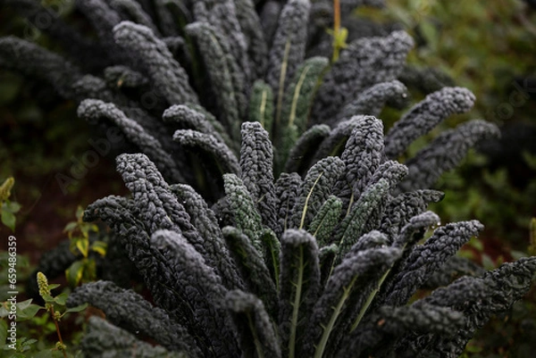 Obraz black raven kale plant close-up with droplets of morning dew 
