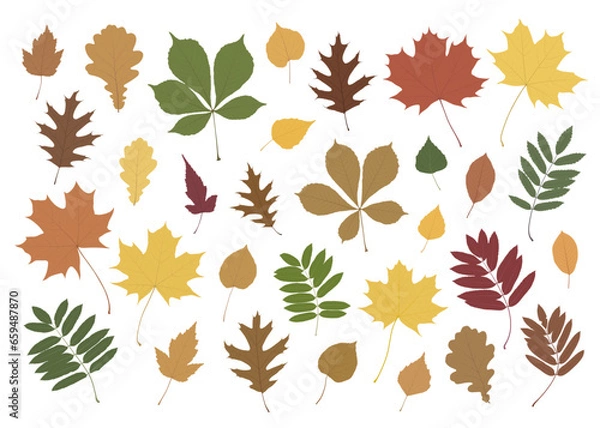 Fototapeta Large set of 31 autumn leaves. Colored leaves from different types of trees isolated on a white background.