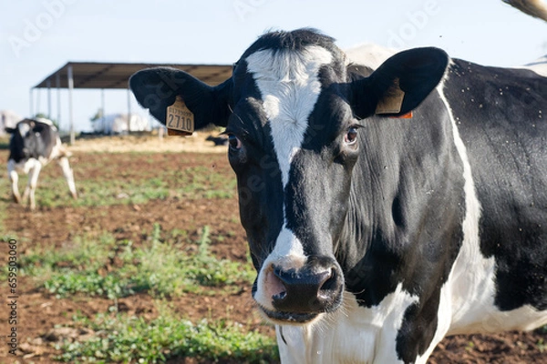 Obraz zootecnia, mucche