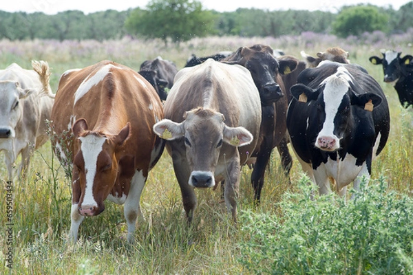 Fototapeta zootecnia, mucche