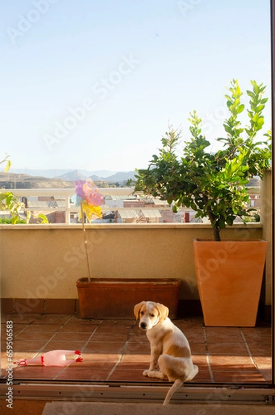 Fototapeta dog sitting on the balcony