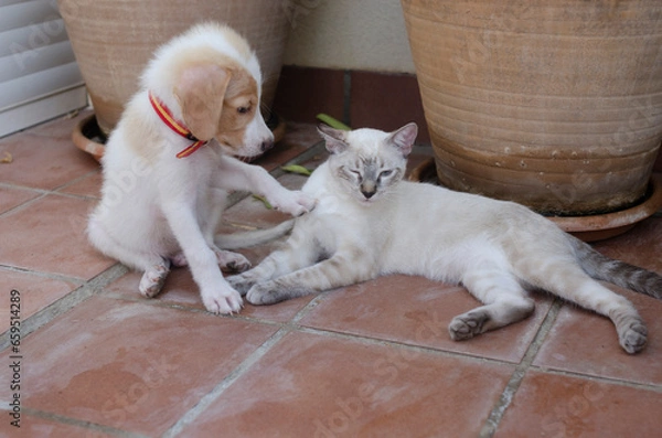 Obraz puppy and cat