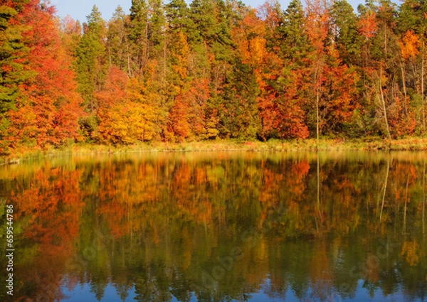 Obraz autumn in the forest