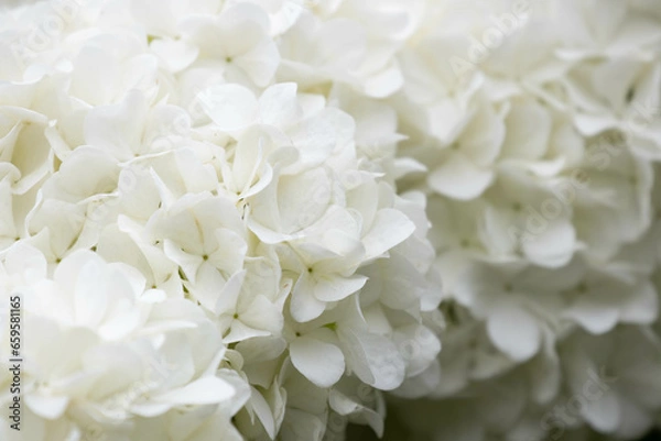 Fototapeta Close up White Hydrangea flower on white background