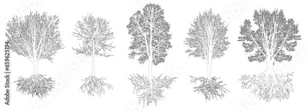 Fototapeta Set of contour trees with roots. Beautiful deciduous bare trees. Vector illustration