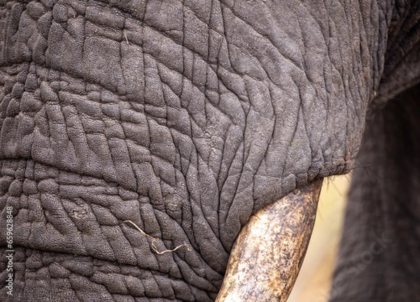 Fototapeta Elephant Portrait, 