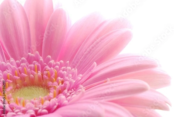 Fototapeta pink gerbera