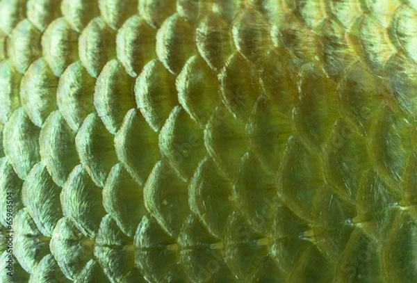 Obraz Background golden fish scales