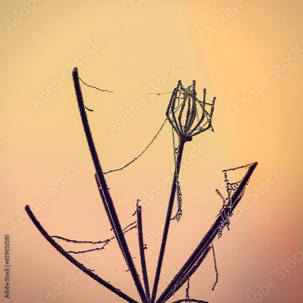 Obraz Cobweb on cow parsley flower, with dew drops at sunrise.