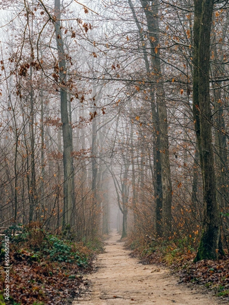 Obraz Path through the forest on a foggy day. Autumn landscape, beauty trees and leaves.