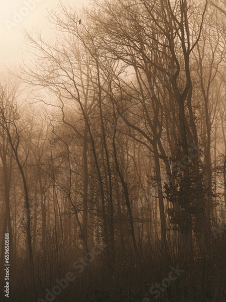 Obraz Daybreak through the forest on a foggy day. Autumn landscape, beauty trees and leaves.