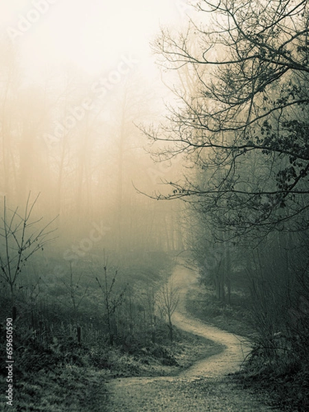 Obraz Path through the forest on a very foggy day. Beauty autumn landscape, trees and leaves.
