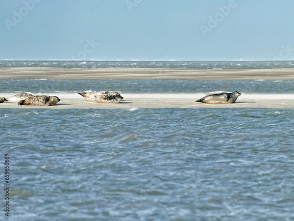 Obraz Group of Harbor Seals resting on a sandbank at low tide - Baie de Somme, France