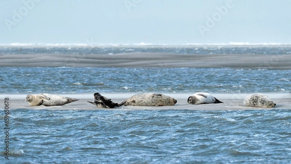 Obraz Group of Harbor Seals resting on a sandbank at low tide - Baie de Somme, France
