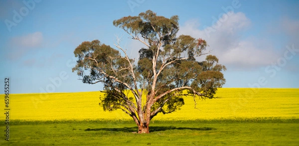 Obraz Rural Canola Landscape