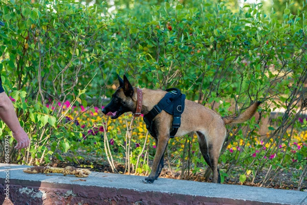 Obraz Official Belgian Shepherd Malinois in nature in a harness