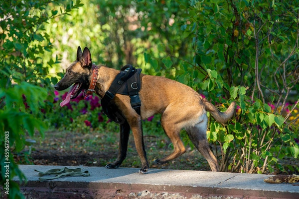 Obraz Official Belgian Shepherd Malinois in nature in a harness