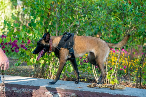 Obraz Official Belgian Shepherd Malinois in nature in a harness
