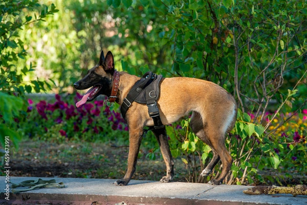Obraz Official Belgian Shepherd Malinois in nature in a harness